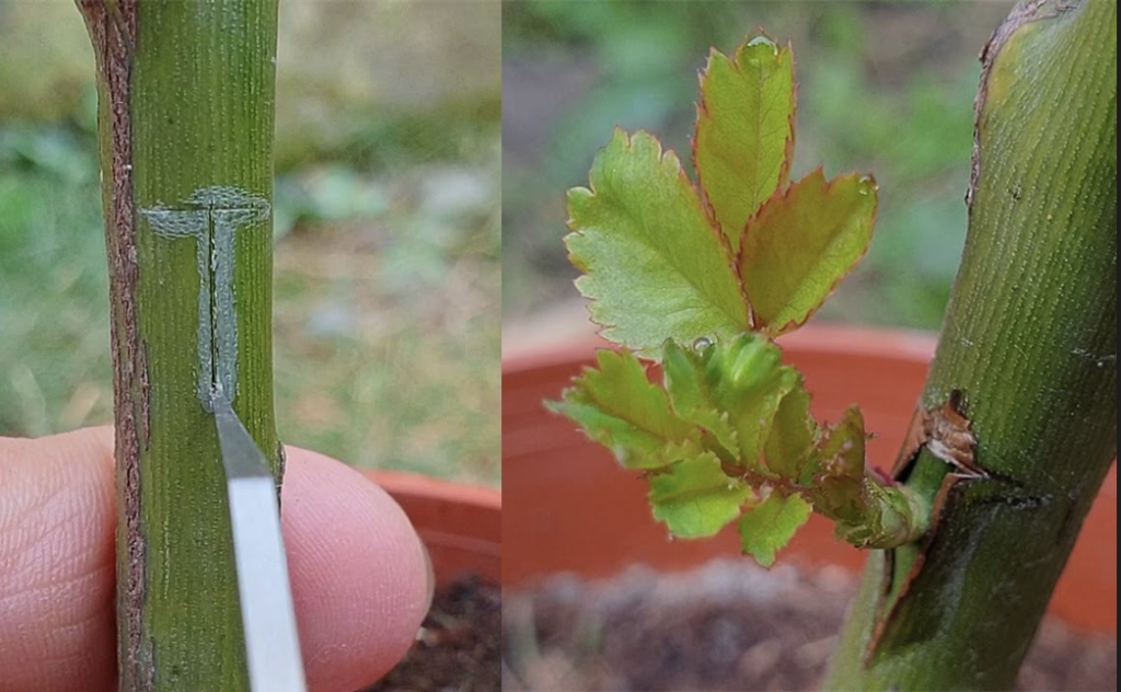 التطعيم بالبرعم